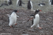 Pygoscelis-papua144.King-George-Is.South-Shetland-Islands.Antarctica.30.01.2019