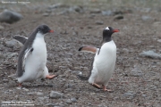 Pygoscelis-papua145.King-George-Is.South-Shetland-Islands.Antarctica.30.01.2019