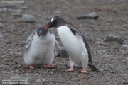 Pygoscelis-papua146.King-George-Is.South-Shetland-Islands.Antarctica.30.01.2019
