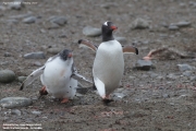 Pygoscelis-papua147.King-George-Is.South-Shetland-Islands.Antarctica.30.01.2019