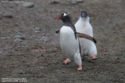 Pygoscelis-papua148.King-George-Is.South-Shetland-Islands.Antarctica.30.01.2019