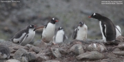 Pygoscelis-papua149.King-George-Is.South-Shetland-Islands.Antarctica.30.01.2019