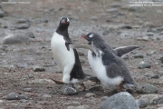 Pygoscelis-papua151.King-George-Is.South-Shetland-Islands.Antarctica.30.01.2019