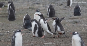 Pygoscelis-papua152.King-George-Is.South-Shetland-Islands.Antarctica.30.01.2019