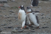 Pygoscelis-papua154.King-George-Is.South-Shetland-Islands.Antarctica.30.01.2019