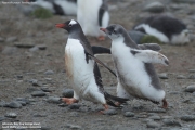 Pygoscelis-papua155.King-George-Is.South-Shetland-Islands.Antarctica.30.01.2019