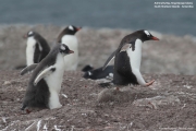 Pygoscelis-papua158.King-George-Is.South-Shetland-Islands.Antarctica.2.02.2019