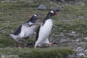 Pygoscelis-papua159.King-George-Is.South-Shetland-Islands.Antarctica.2.02.2019