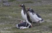 Pygoscelis-papua161.King-George-Is.South-Shetland-Islands.Antarctica.2.02.2019