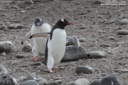 Pygoscelis-papua166.King-George-Is.South-Shetland-Islands.Antarctica.2.02.2019