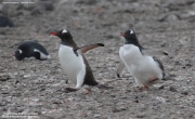 Pygoscelis-papua169.King-George-Is.South-Shetland-Islands.Antarctica.2.02.2019