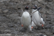 Pygoscelis-papua170.King-George-Is.South-Shetland-Islands.Antarctica.2.02.2019