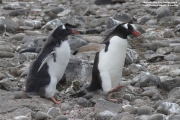 Pygoscelis-papua176.King-George-Is.South-Shetland-Islands.Antarctica.2.02.2019