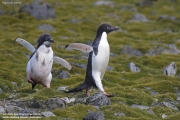 Pygoscelis_adeliae.114.King-George-Is.South-Shetland-Islands.Antarctica.26.01.2019