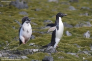 Pygoscelis_adeliae.115.King-George-Is.South-Shetland-Islands.Antarctica.26.01.2019