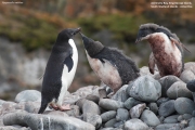 Pygoscelis_adeliae.151.King-George-Is.South-Shetland-Islands.Antarctica.17.01.2019