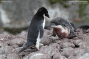 Pygoscelis_adeliae.156.King-George-Is.South-Shetland-Islands.Antarctica.17.01.2019