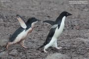 Pygoscelis_adeliae.165.King-George-Is.South-Shetland-Islands.Antarctica.28.01.2019