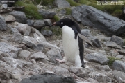 Pygoscelis_adeliae.192.King-George-Is.South-Shetland-Islands.Antarctica.17.01.2019