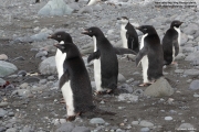 Pygoscelis_adeliae.211.King-George-Is.South-Shetland-Islands.Antarctica.17.01.2019