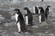 Pygoscelis_adeliae.213.King-George-Is.South-Shetland-Islands.Antarctica.17.01.2019