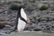 057.004.P.adeliae001.King George Is.South Shetland Islands.Antarctica.25.01.2019