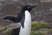 P.adeliae002.King George Is.South Shetland Islands.Antarctica.20.01.2019