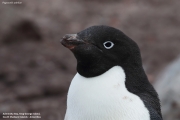 P.adeliae003.King George Is.South Shetland Islands.Antarctica.17.01.2019