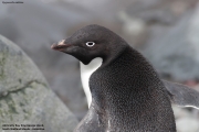 P.adeliae004.King George Is.South Shetland Islands.Antarctica.17.01.2019