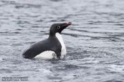 P.adeliae009.King George Is.South Shetland Islands.Antarctica.20.01.2019