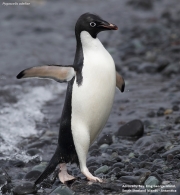 P.adeliae017.King George Is.South Shetland Islands.Antarctica.17.01.2019