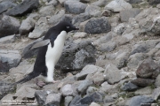 P.adeliae023.King George Is.South Shetland Islands.Antarctica.17.01.2019