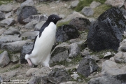 P.adeliae024.King George Is.South Shetland Islands.Antarctica.17.01.2019