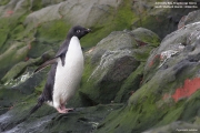 P.adeliae025.King George Is.South Shetland Islands.Antarctica.20.01.2019
