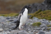 P.adeliae026.King George Is.South Shetland Islands.Antarctica.20.01.2019