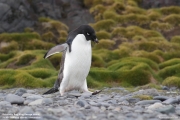 P.adeliae028.King George Is.South Shetland Islands.Antarctica.20.01.2019