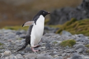 P.adeliae029.King George Is.South Shetland Islands.Antarctica.20.01.2019