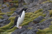 P.adeliae031.King George Is.South Shetland Islands.Antarctica.20.01.2019