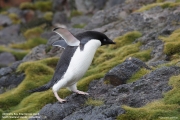 P.adeliae032.King George Is.South Shetland Islands.Antarctica.20.01.2019