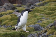 P.adeliae033.King George Is.South Shetland Islands.Antarctica.20.01.2019