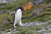P.adeliae034.King George Is.South Shetland Islands.Antarctica.28.01.2019