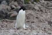 P.adeliae037.King George Is.South Shetland Islands.Antarctica.17.01.2019