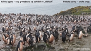 P.adeliae041.King George Is.South Shetland Islands.Antarctica.20.01.2019