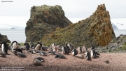 P.adeliae045.King George Is.South Shetland Islands.Antarctica.17.01.2019