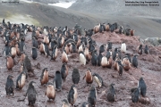 P.adeliae054.King George Is.South Shetland Islands.Antarctica.17.01.2019