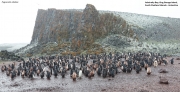 P.adeliae057.King George Is.South Shetland Islands.Antarctica.17.01.2019