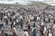 P.adeliae061.King George Is.South Shetland Islands.Antarctica.20.01.2019