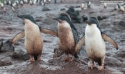 P.adeliae072.King George Is.South Shetland Islands.Antarctica.20.01.2019