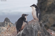 P.adeliae073.King George Is.South Shetland Islands.Antarctica.25.01.2019