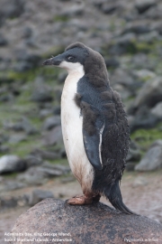 P.adeliae076.King George Is.South Shetland Islands.Antarctica.20.01.2019